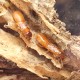 Termiti Coptotermes formosanus shiraki