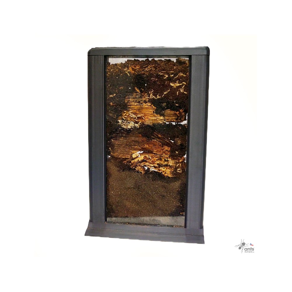 Termiti Coptotermes formosanus shiraki