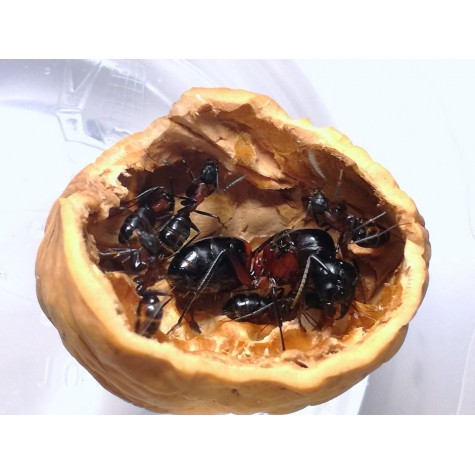 Camponotus ligniperda (mravenec dřevokaz) - Ants Europe - český obchod s mravenci