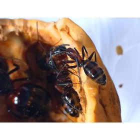 Camponotus ligniperda (mravenec dřevokaz) - Ants Europe - český obchod s mravenci
