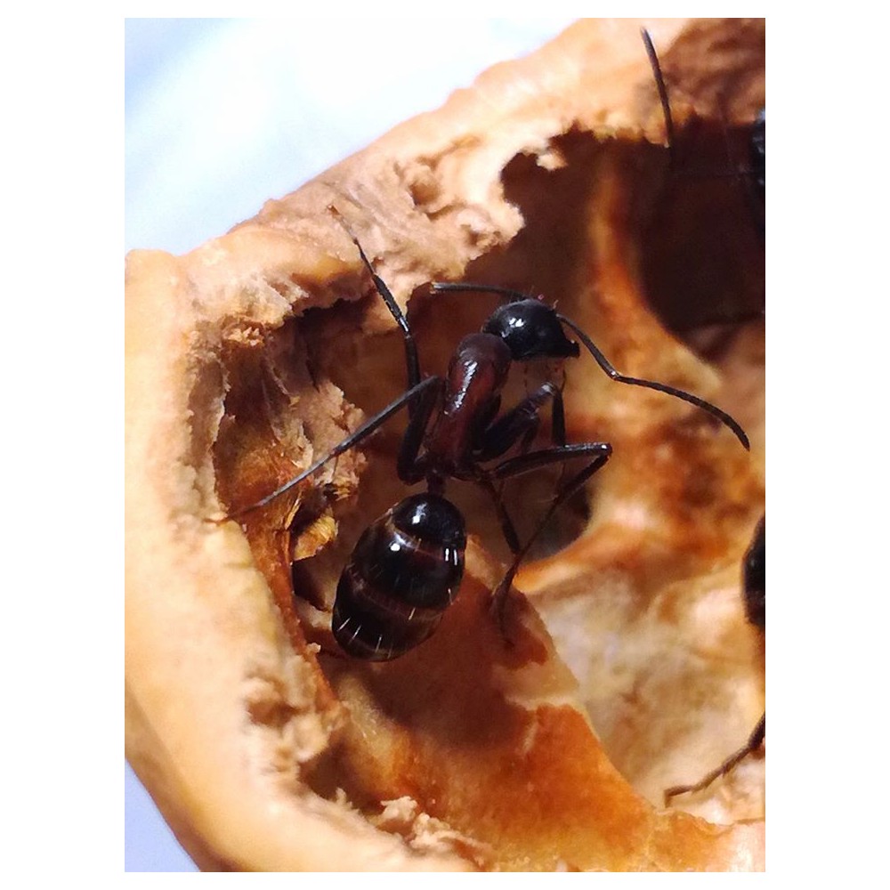 Camponotus ligniperda (mravenec dřevokaz) - Ants Europe - český obchod s mravenci