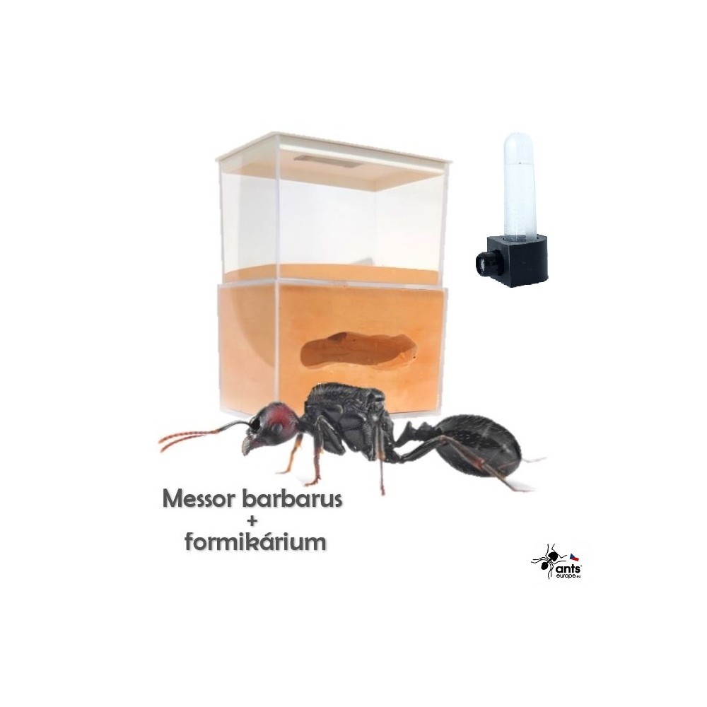 Startovací formikárium pro mravence zrnojeda.