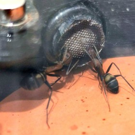 Dělnice Camponotus habereri pijí z plug-in napáječky Sugarboost.