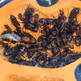 Pohled do hnízdní části formikária ANTcore MINI na přibližně 40 dělnic Camponotus habereri.