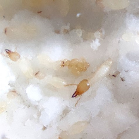 Termit Coptotermes formosanus. Král, královna a nymfy.