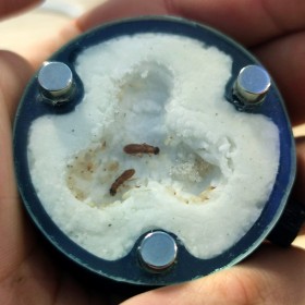 Zakládající termitárium vyplněné celulózou.