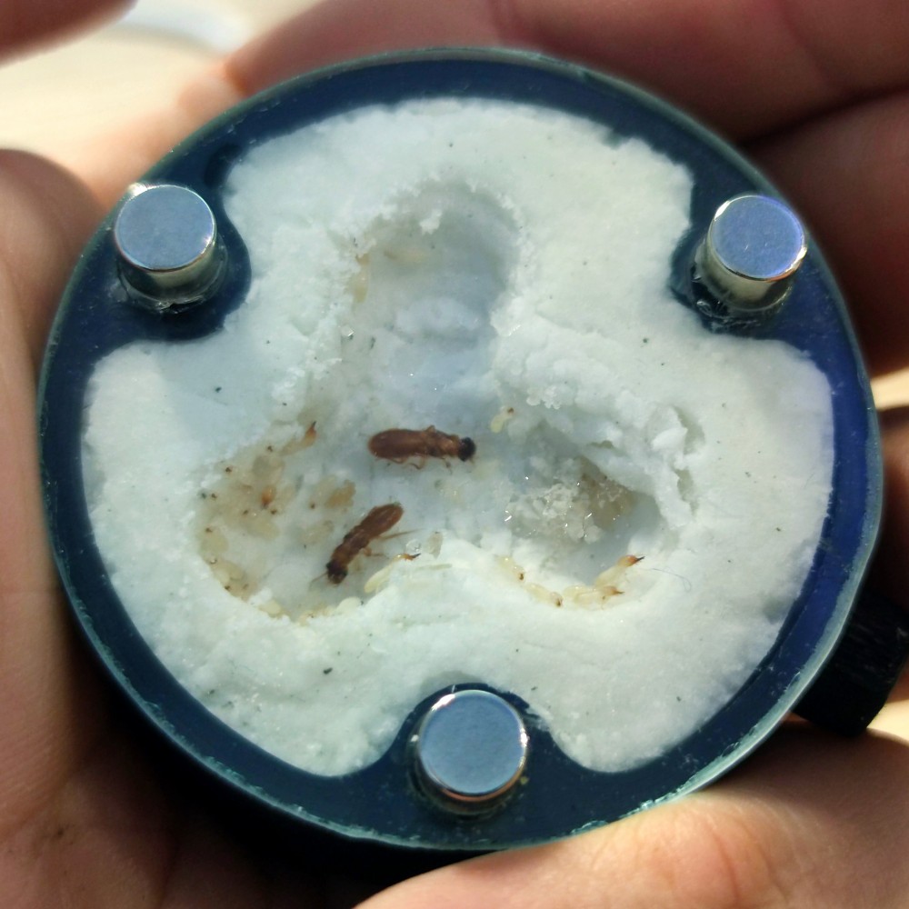 Zakládající termitárium vyplněné celulózou.