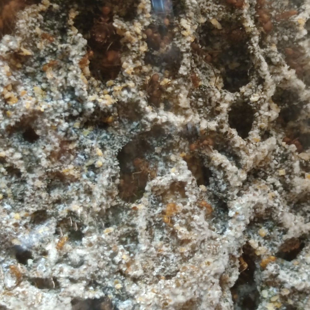 Náhradní houba Atta/Acromyrmex