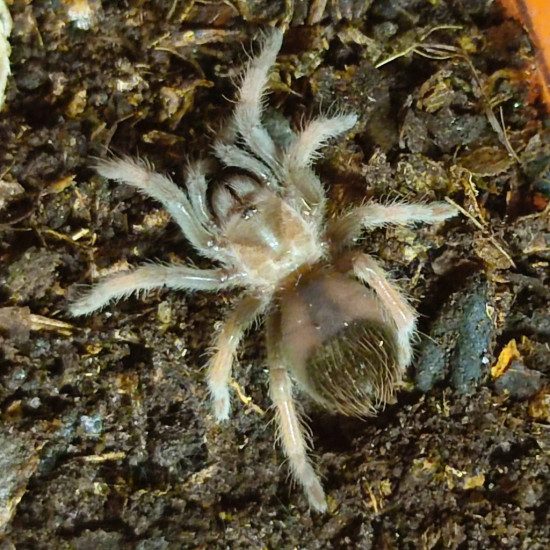 Brachypelma emilia