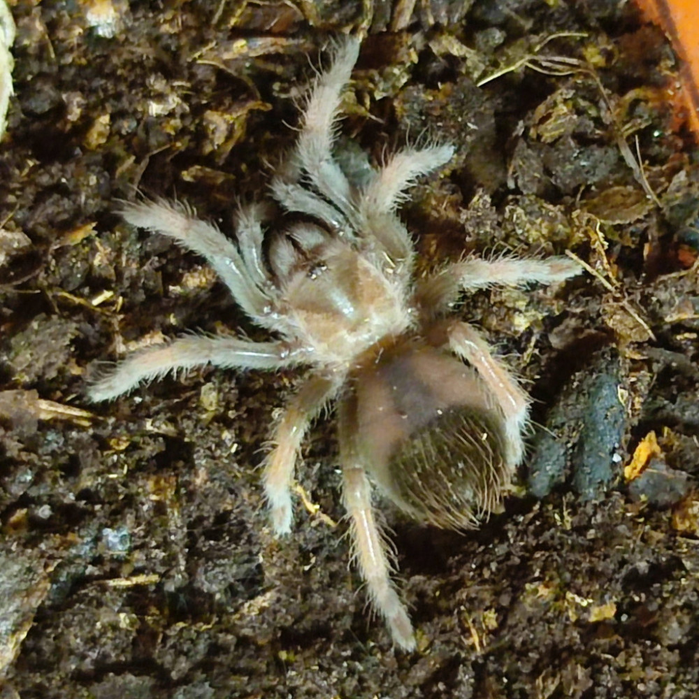 Brachypelma emilia