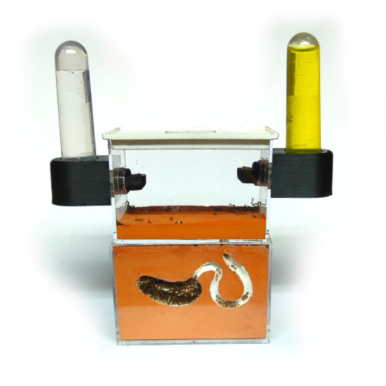 Mini-formikárium + kolonie