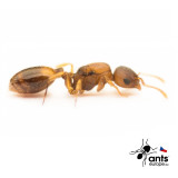 Mravenec žaludový, Temnothorax crassispinus