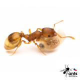 Temnothorax crassispinus - Mravenec žaludový