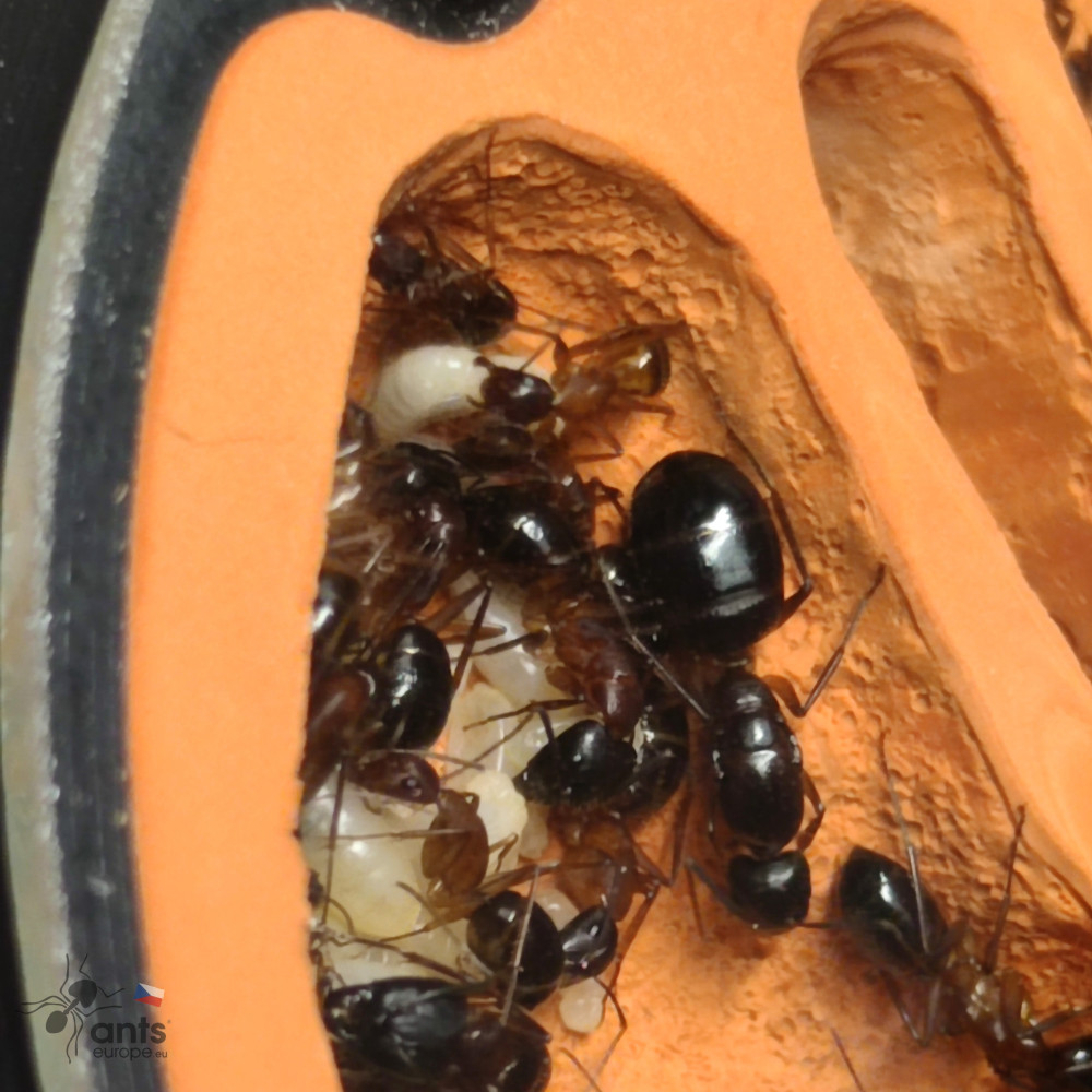 Camponotus pilicornis