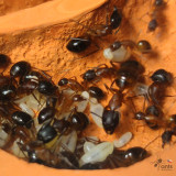 Camponotus pilicornis