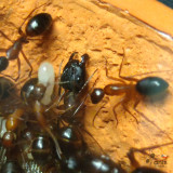 Camponotus pilicornis