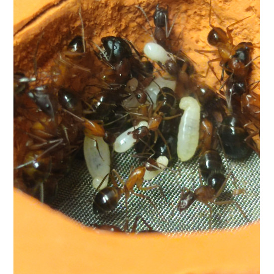 Camponotus pilicornis