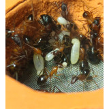 Camponotus pilicornis