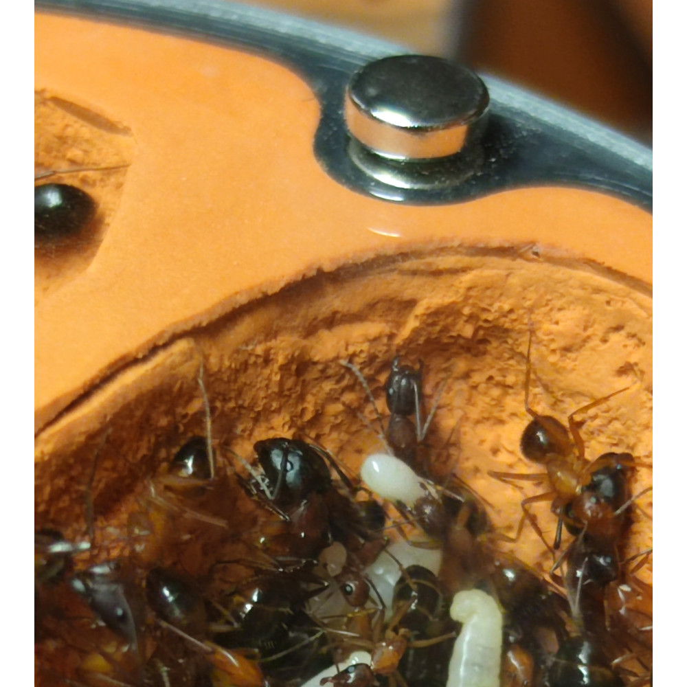 Camponotus pilicornis