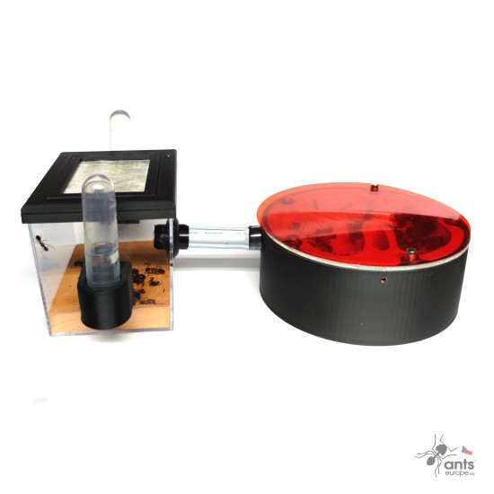 Formikárium ANTcore PRO s kolonií Camponotus pilicornis.