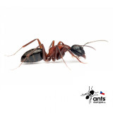 Camponotus ligniperda (mravenec dřevokaz) - Ants Europe - český obchod s mravenci