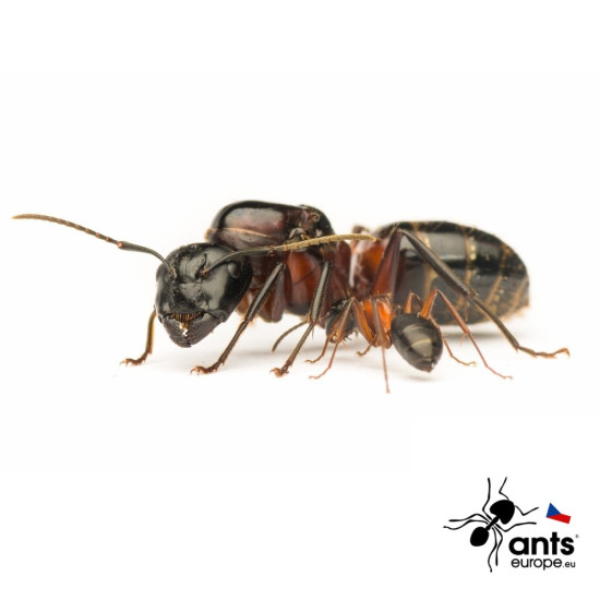 Camponotus ligniperda (mravenec dřevokaz)