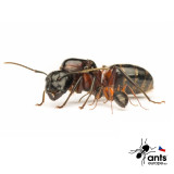 Camponotus ligniperda (mravenec dřevokaz)
