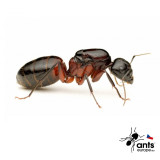 Mravenec dřevokaz - královna