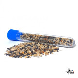 Set: Messor barbarus + formikárium ANTcore TOWER + semínka