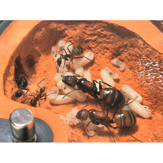 Camponotus nicobarensis