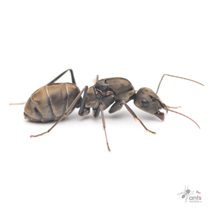 Camponotus parius