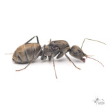Camponotus parius