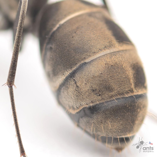 Camponotus parius
