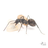 Camponotus parius
