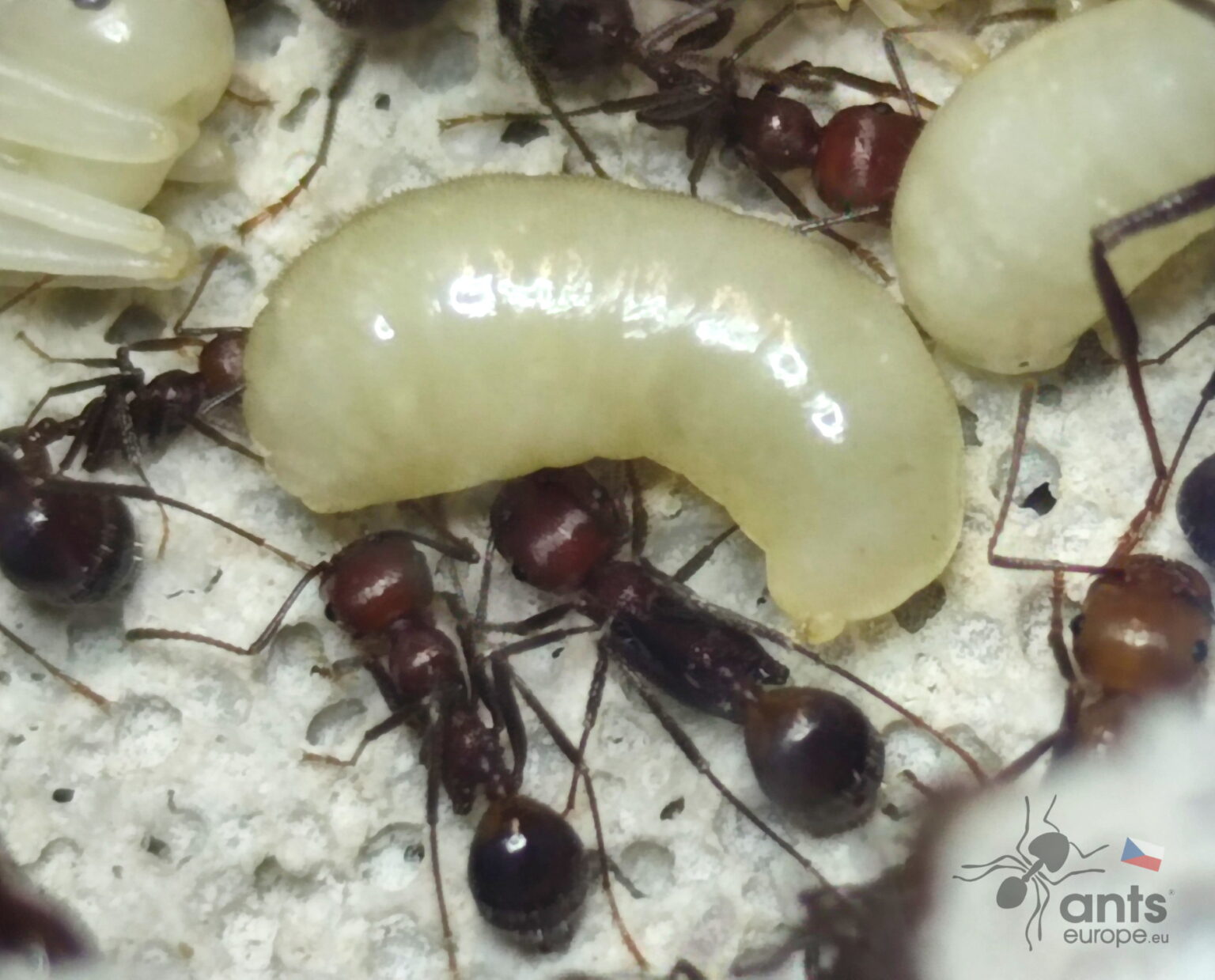Larva mravence zrnojeda Messor cephalotes.