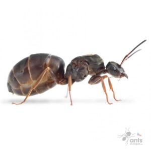 Mravenec obecnyr, Lasius niger