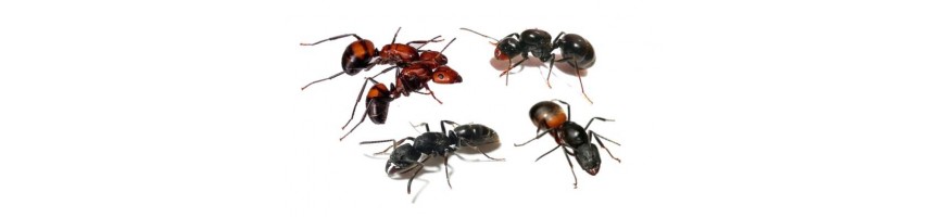 Největší e-shop s mravenci v Československu
